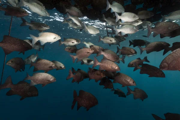 Muelle flotante y peces en el Mar Rojo . —  Fotos de Stock