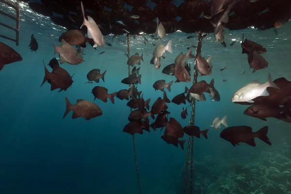 Lebegő pier és a hal, a Vörös-tengeren. — Stock Fotó