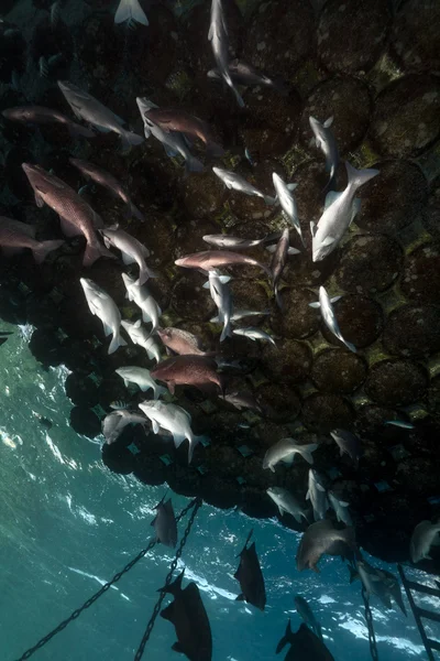 Yüzer iskele ve kızıl denizde balık. — Stok fotoğraf