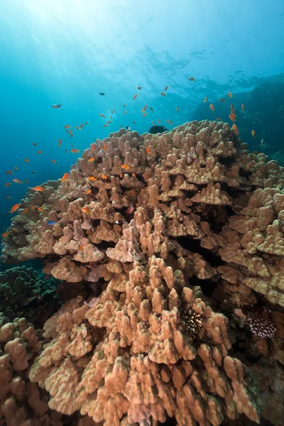 Bergkorallen im Roten Meer. — Stockfoto