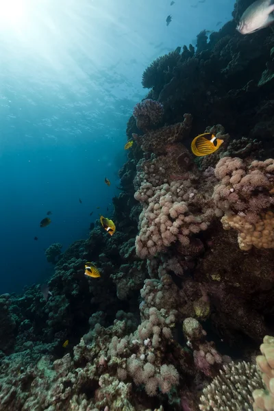 Schmetterlingsfische und Korallen im Roten Meer. — Stockfoto