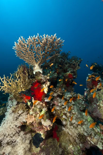 Acropora in the Red Sea. — Stock Photo, Image
