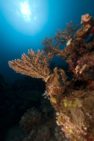 Acropora v Rudém moři. — Stock fotografie
