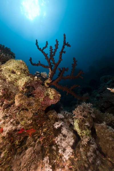 Dark pohár coral (tubastrea coccinea). — Stock fotografie
