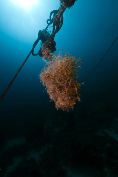 Kotevní lano a ryb v Rudém moři. — Stock fotografie