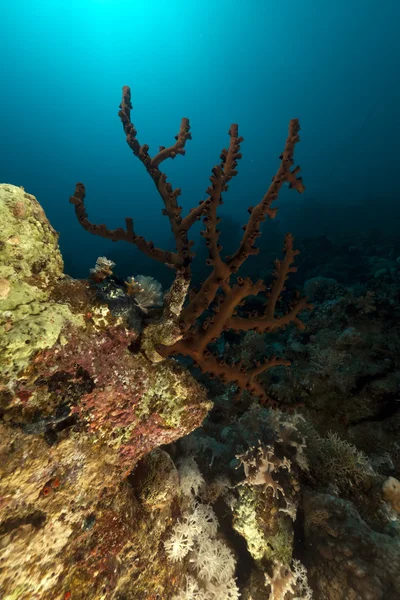 Κοραλλιογενείς φλιτζάνι σκούρο (tubastrea coccinea). — Φωτογραφία Αρχείου