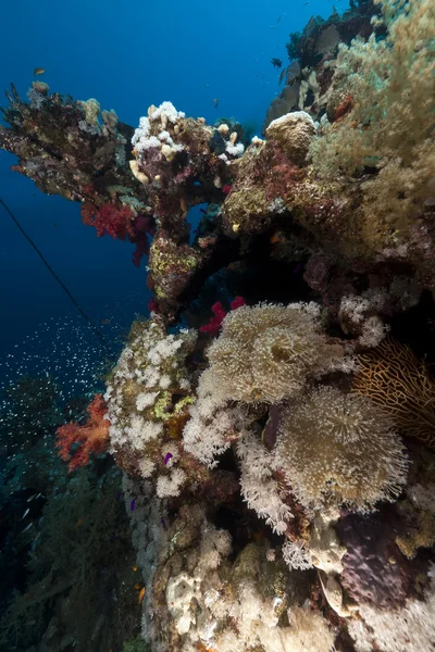 Hal- és korall, a Vörös-tengeren. — Stock Fotó