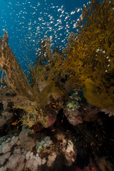 Ψάρια και τα κοράλλια στα Ερυθρά θάλασσα. — Φωτογραφία Αρχείου