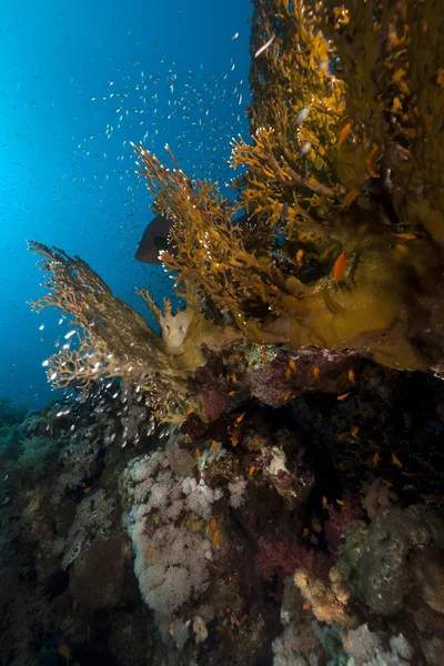 紅海でサンゴと魚. — ストック写真
