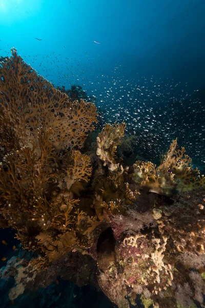 Feuerkorallen und Glasfische im Roten Meer. — Stockfoto