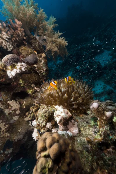 Anémona y peces de vidrio en el Mar Rojo . —  Fotos de Stock