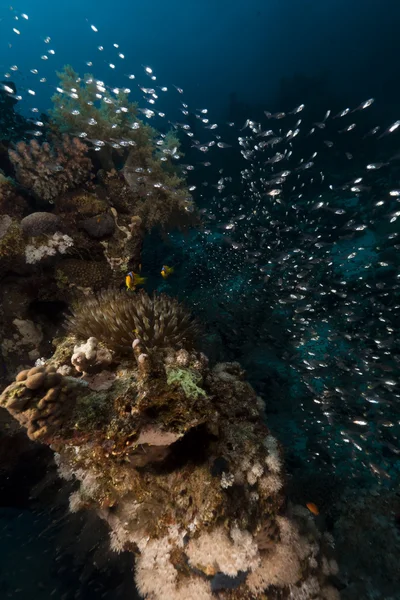 Anemone e pesce di vetro nel Mar Rosso . — Foto Stock
