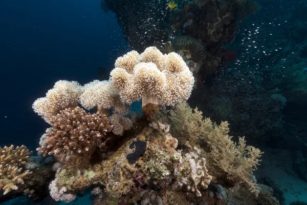 Leather coral and glassfish in the Red Sea. — Stock Photo, Image