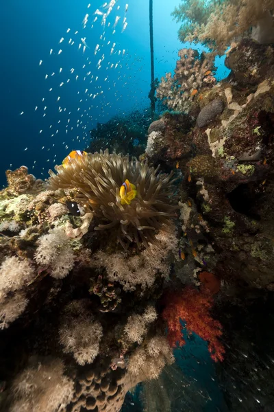 Anémona y peces de vidrio en el Mar Rojo . — Foto de Stock