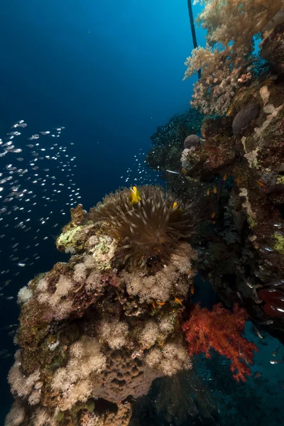 玻璃鱼和珊瑚在红海. — 图库照片
