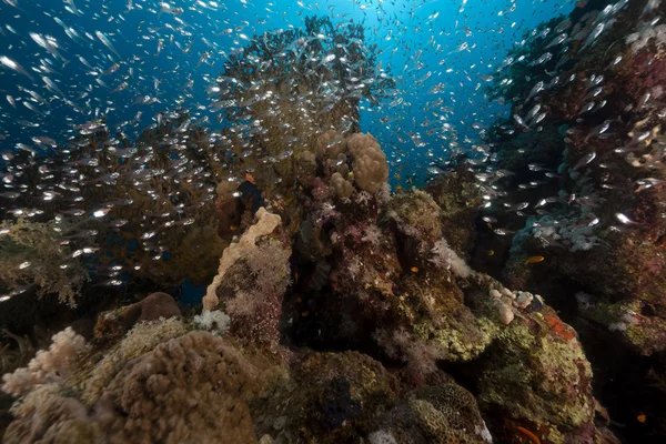 ガラス魚や海の赤サンゴ. — ストック写真