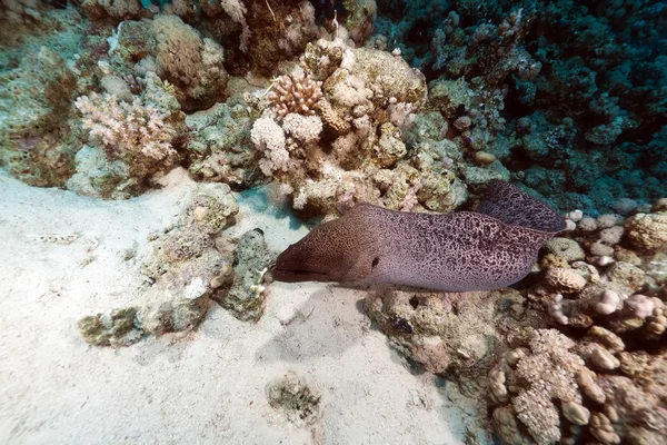 stock image Giant moray free swimming in the Red Sea.