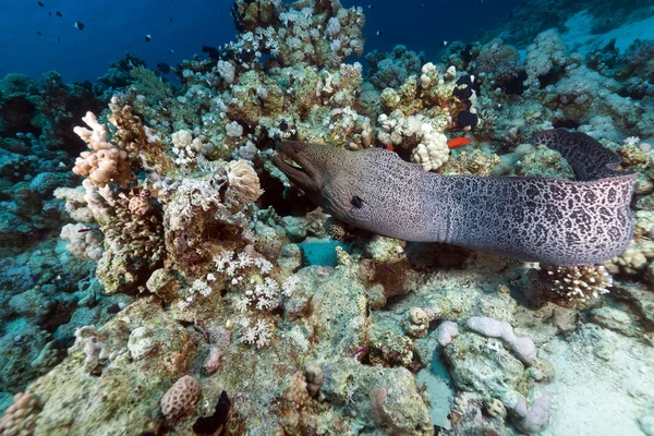 Riesenmuräne schwimmt frei im Roten Meer. — Stockfoto