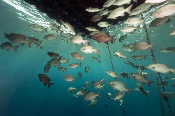 Fische sammeln sich unter einem schwimmenden Steg. — Stockfoto
