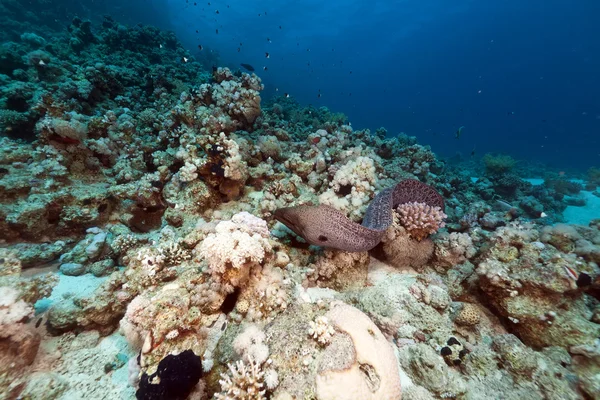 Óriás moray ingyenes, a Vörös-tenger az úszás. — Stock Fotó