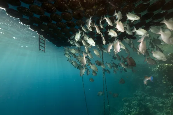 Fish gathering under a floating jetty. — Stock Photo, Image