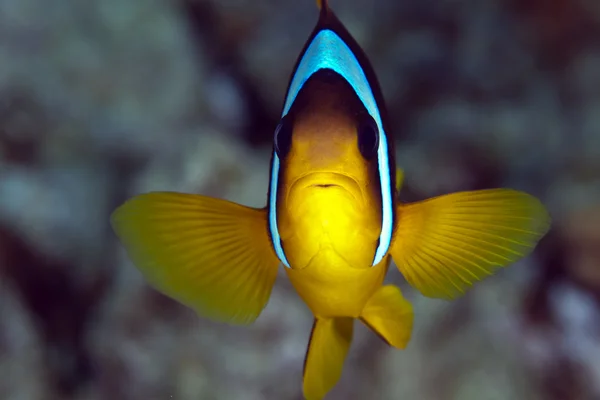 Anemonefish (amphiprion bicinctus) — Stockfoto