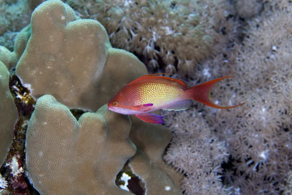 Lyretail anthias in de Rode Zee. — Stockfoto