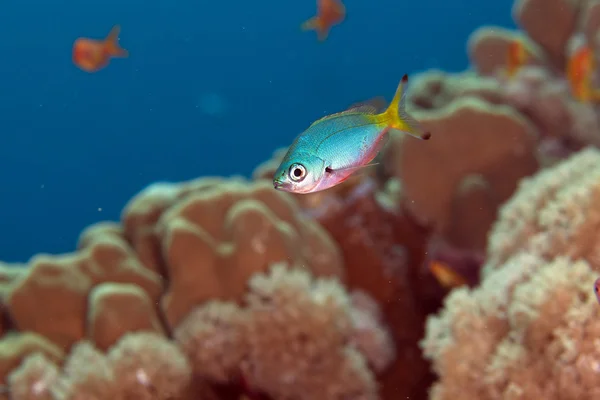 Fusoliera d'oro juv. (pterocaesio chrysozona) nel Mar Rosso . — Foto Stock