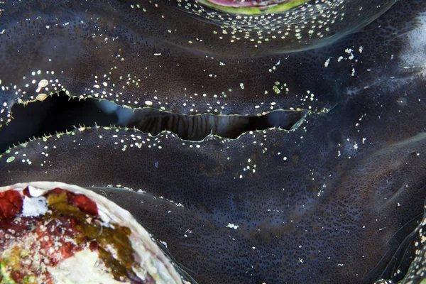 Detalhe de uma amêijoa gigante no Mar Vermelho . — Fotografia de Stock