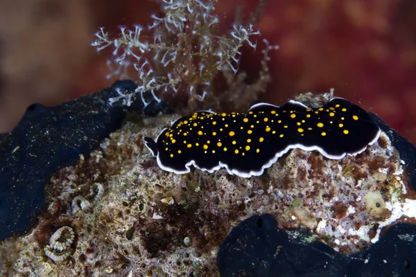 Золотоусыпанный плоский червь в Красном море . — стоковое фото