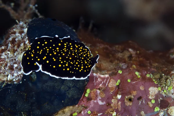 紅海でゴールド ドット flatworm. — ストック写真