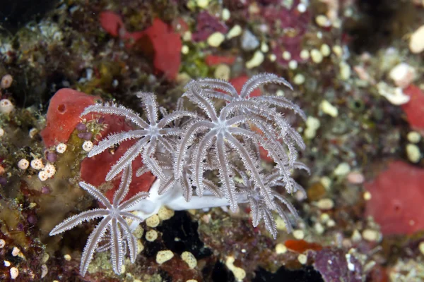 Ο φοίνικας ανεμόμυλων κοραλλιών στην Ερυθρά θάλασσα. — Φωτογραφία Αρχείου