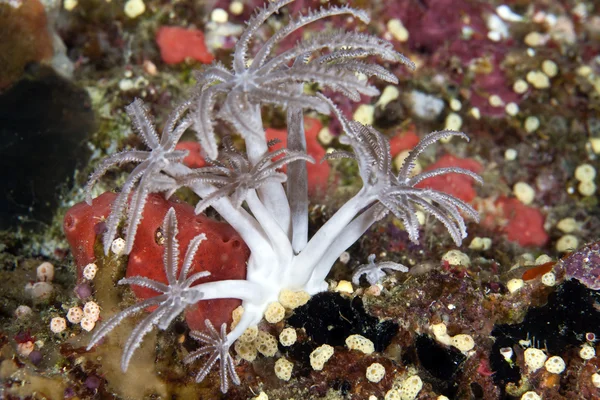 Palma corallo nel Mar Rosso . — Foto Stock