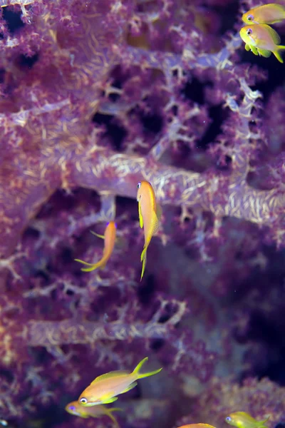 Anthias in een zachte koraal in de rode zee. — Stockfoto