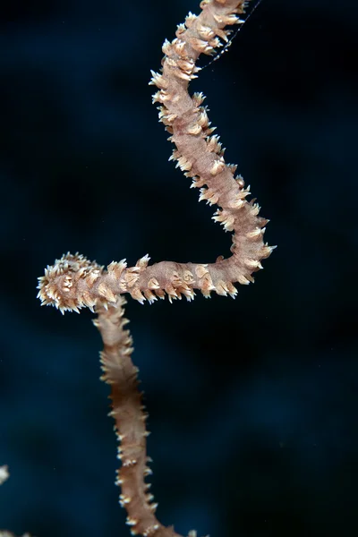 Detail of spiral wire coral in the Red Sea. — Stock Photo, Image