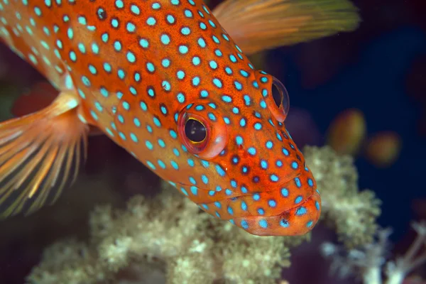 Korallbaken i Röda havet. — Stockfoto