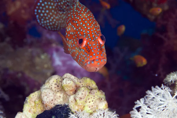 Coral hind in the Red Sea. — Stock Photo, Image