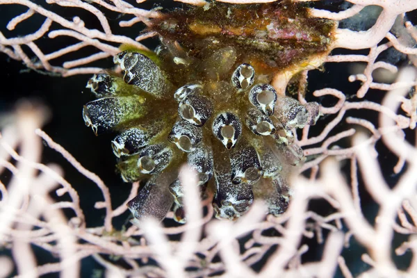 Ascidian cluster v moře fanoušků. — Stock fotografie