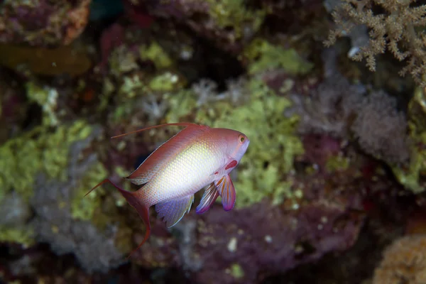 Anthias Lyretail en el Mar Rojo . — Foto de Stock