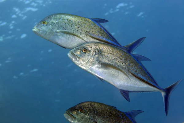 蓝鳍金枪鱼鲹鱼 （caranx melampygus） 在红海. — 图库照片