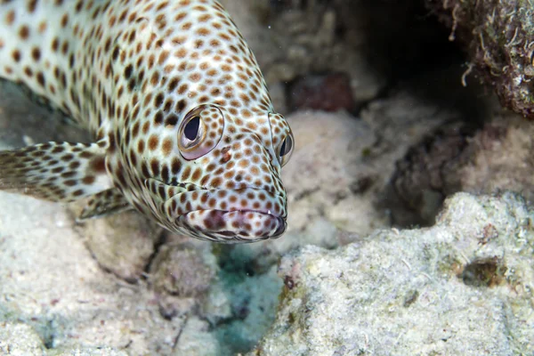 Vettige grouper (ephinephelus tauvina) in de rode zee. — Stockfoto