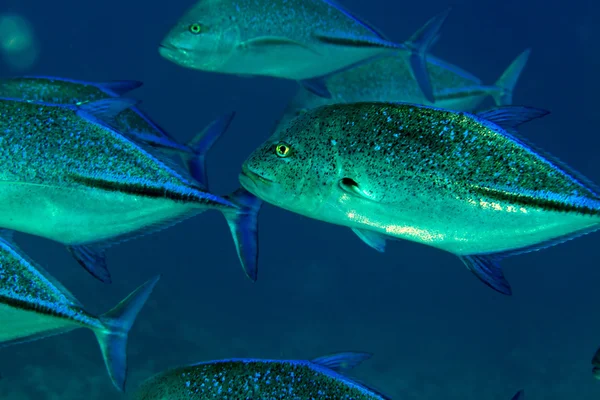 Bluefin trevally (caranx melampygus) in the Red Sea. — Stock Photo, Image