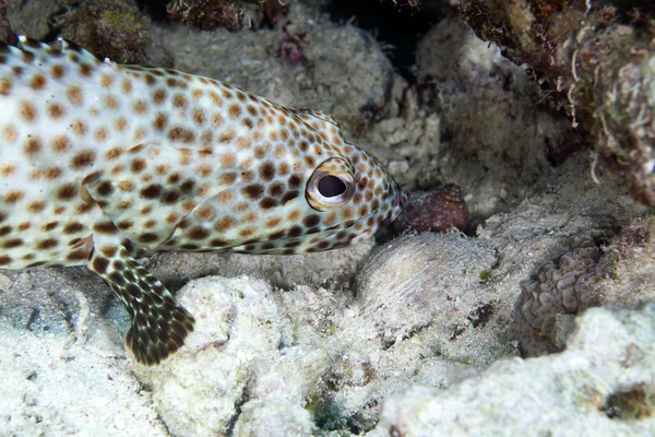 Vettige grouper (ephinephelus tauvina) in de rode zee. — Stockfoto