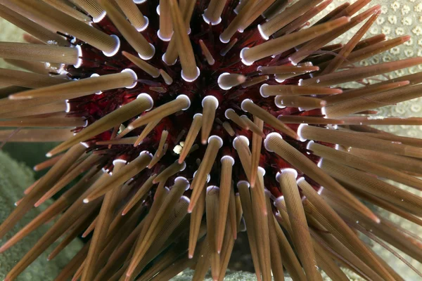 Rock-tråkigt urchin (ehinometra cf mathaei) — Stockfoto