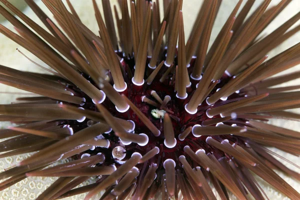 Rock-boring urchin (ehinometra cf mathaei) — Stock Photo, Image