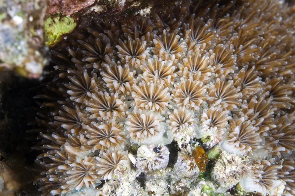 Koral kryształ (galaxea fascicularis) — Zdjęcie stockowe