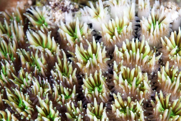 Crystal coral (galaxea fascicularis) — Stock Photo, Image