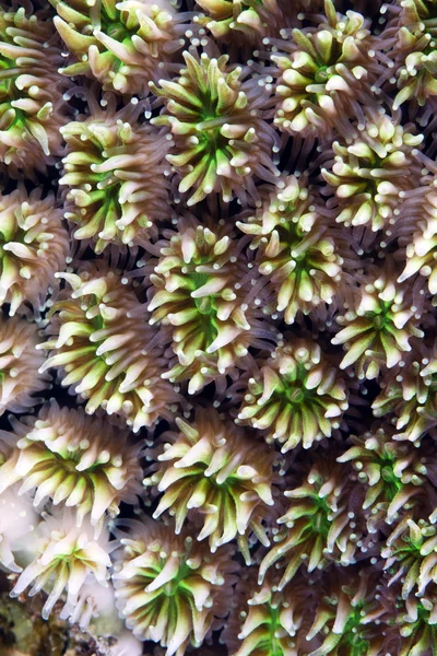 水晶珊瑚 (galaxea 猴) — 图库照片