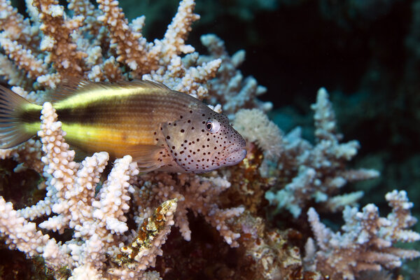 Freckled hawkfish in the Red sea.