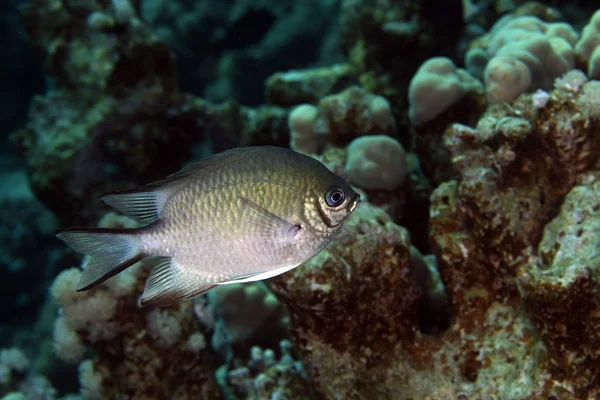 Pale damselfish in the Red Sea. — Stock Photo, Image